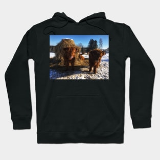 Scottish Highland Cattle Calves 1933 Hoodie